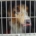 Illegale Hundezucht aufgelöst.....136 Hunde befreit!