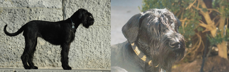 charity-fuer-tiere_notfelle_tessi