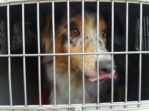 Illegale Hundezucht aufgelöst.....136 Hunde befreit!